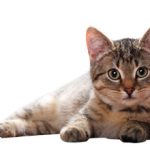 Аллергия на кошек: причины, симптомы и что делать