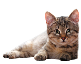 Аллергия на кошек: причины, симптомы и что делать