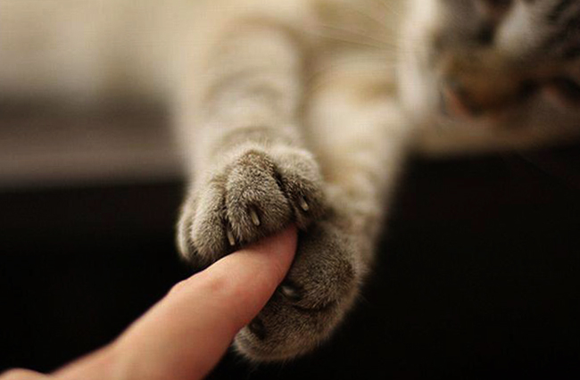 Кошка и палец