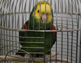 Аллергия на попугаев: может ли он быть, симптомы и лечение