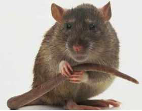 Аллергия на крыс: бывает ли она, симптомы и что делать