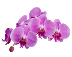 Аллергия на орхидеи — может ли она быть, симптомы и лечение