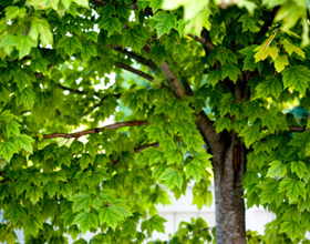 Аллергия на деревья: причины, симптомы и что делать