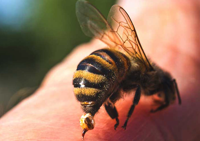 Укус пчелы
