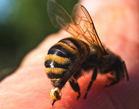 Аллергия на укус пчелы: причины, симптомы и что делать