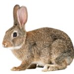 Аллергия на кролика: есть ли она, симптомы и что делать