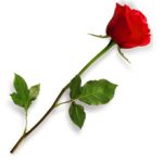 Аллергическая реакция на розы: причины, симптомы и что делать