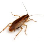 Аллергия на тараканов: бывает ли она, симптомы и что делать